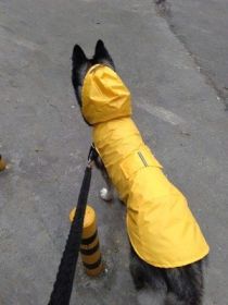 Pet Waterproof Windproof Hood Puppy Raincoat (Option: Yellow-L)